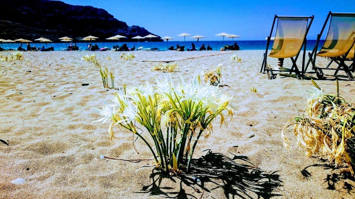 Annamaria Sea Side View Studio- 25M From The Beac Plakias Bagian luar foto